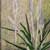 Thumbnail image of "Spring Crocus" by Bonnie Bucknam